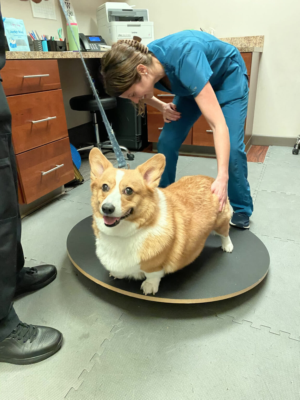 Gallery acupuncture pet my friendly vet